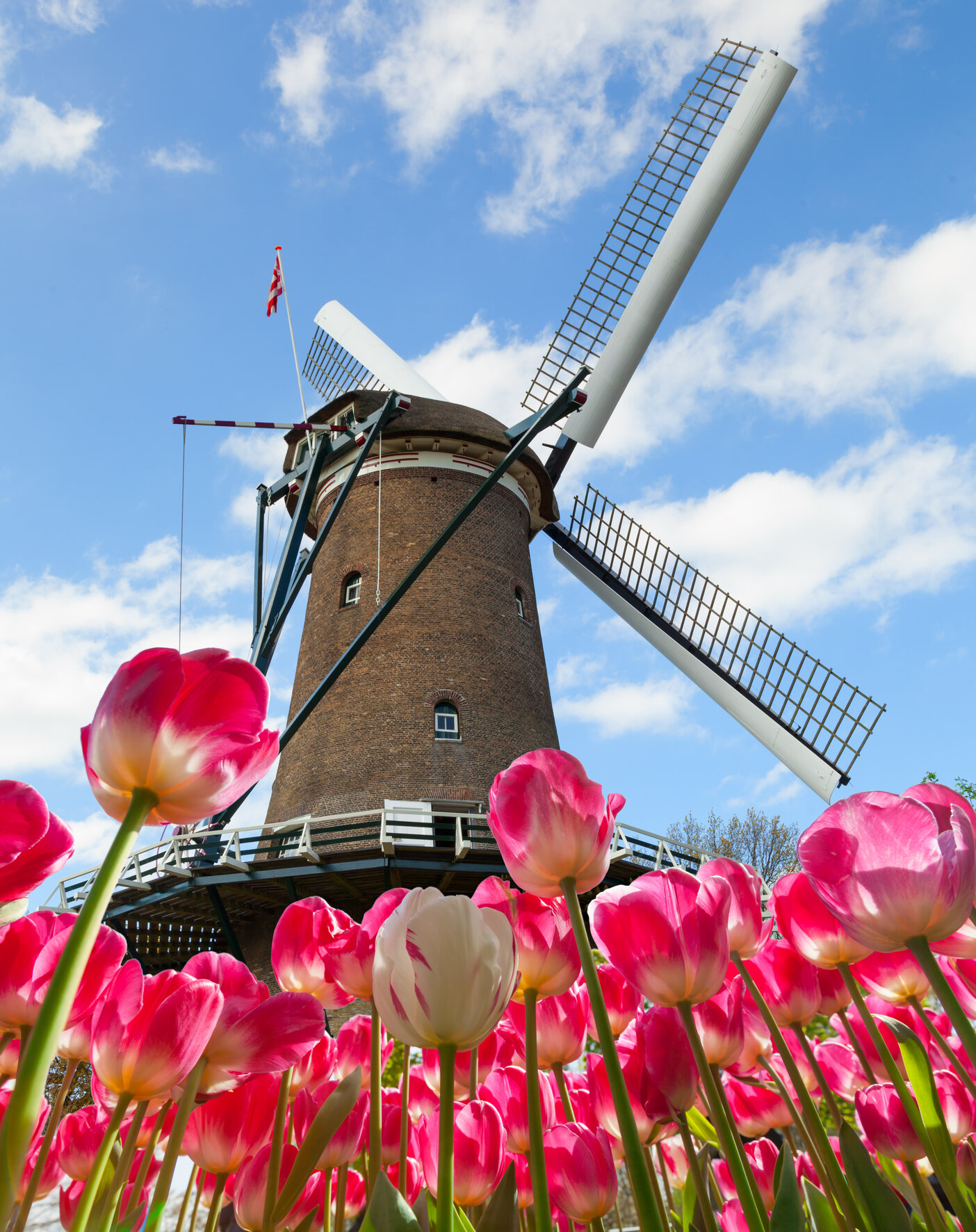 Vibrant tulips field with Dutch windmill, Netherlands. Beautiful cloudy sky